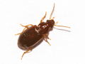 Bradycellus harpalinus